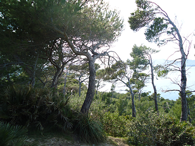 mallorca2533