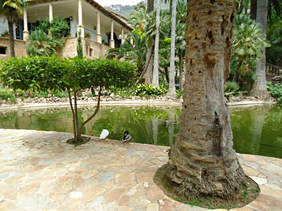mallorca2684