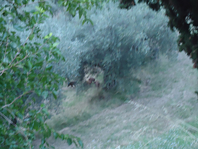 tosk2015-05408