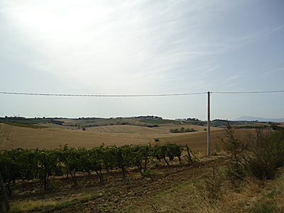 tosk2017-6981