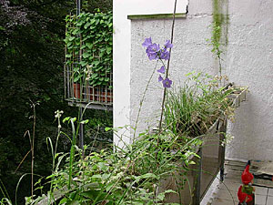 Glockenblumen
